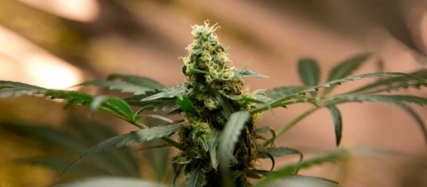 Μεξικό: Αποποινικοποιήθηκε η χρήση μαριχουάνας για τους ενήλικους